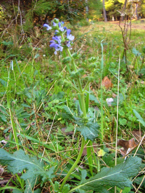 Salvia clandestina